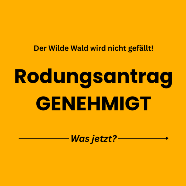 Der Wilde Wald wird nicht gefällt! Rodungsantrag genehmigt - Was jetzt?