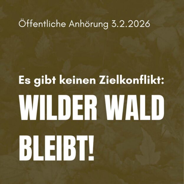 Öffentliche Anhörung 3.2.2026 Es gibt keinen Zielkonflikt: Wilder Wald Bleibt!