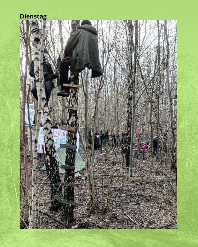 Aktivisti auf Birke, der Baum ist mit Sprossen versetzt. Im Hindergrund sind weitere Aktivist*innen in den Bäumen und auf dem Boden zu sehen. Hier ist bereits alles hell. 