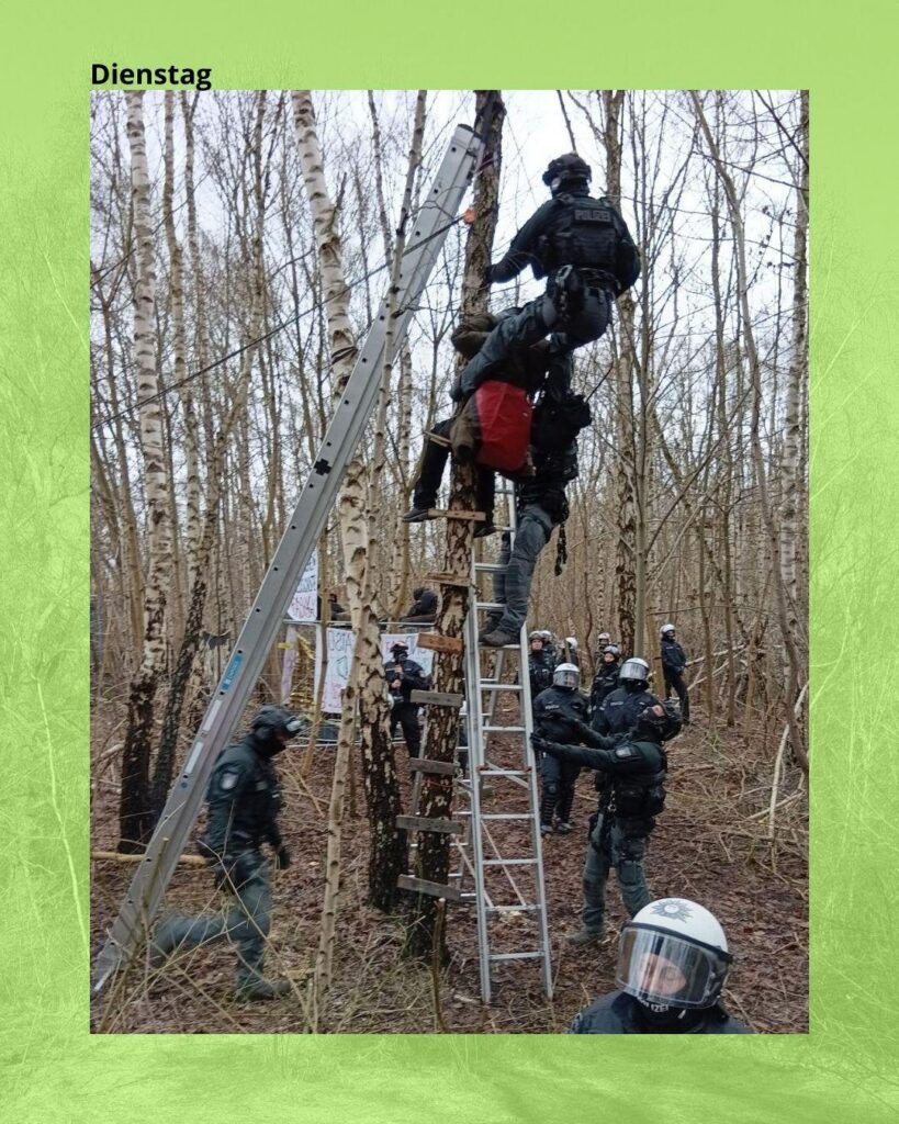 Aktivisti wird von Klettercops aus der Birke geholt. Am Baum stehen zwei Leitern, auf einer steht ein Cop. Der zweite Cop hängt an einem Seil über Aktivisti. 