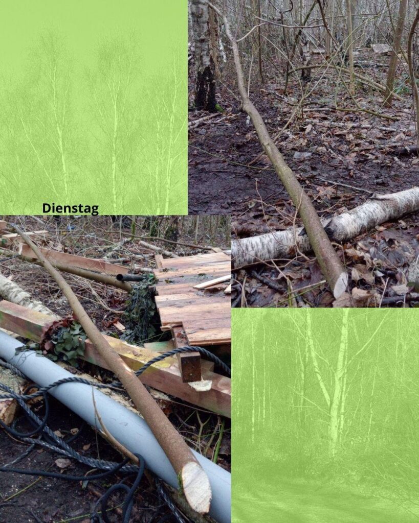 Zwei Fotos von gefällten Bäumen und zerstörten Strukturen. Der Schnitt der Kettensäge ist klar zu erkennen. 